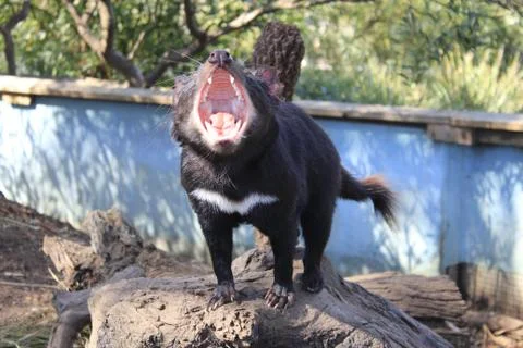 Tasmanian Devil Stock Photos