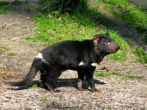 Tasmanian devil Stock Photos