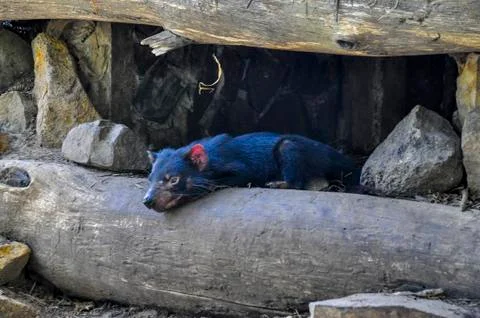 Tasmanian Devil  Stock Photos