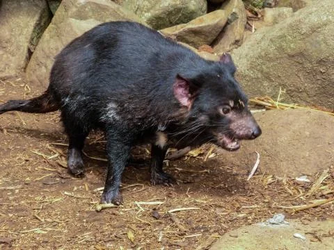 Tasmanian Devil Stock Photos