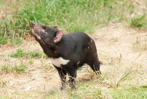 Tasmanian devil 스톡 사진