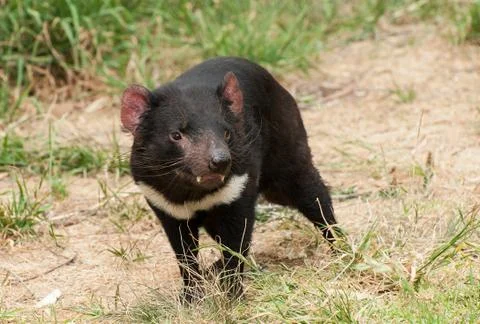 Tasmanian devil Foto stock
