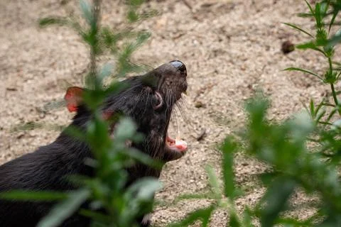 A tasmanian devil Stockfoto's
