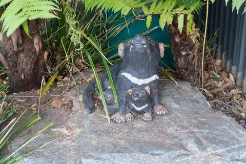 Tasmanian Devil Stock Photos