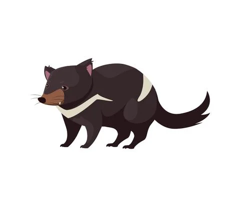 Tasmanian devil portrait of wild australian animal, isolated on white background Stock Illustration