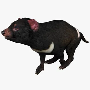 Tasmanian Devil Pose 1 3D Model