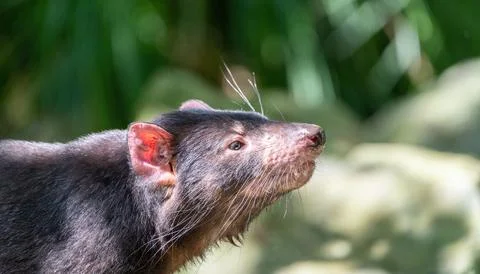 Tasmanian devil rat looking up with its head turned to the right, set against a Stock Photos