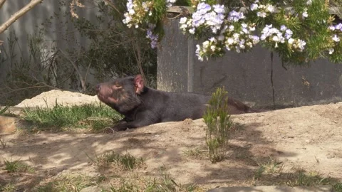 Tasmanian Devil Resting In Dirt Hollow Under Shade Of Flowering Bushes In Stock Footage 333661540