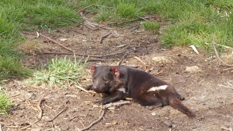 Tasmanian Devil Resting On Dry Dirt And Twigs, Surrounded By Green Grass In Stock Footage 333661211