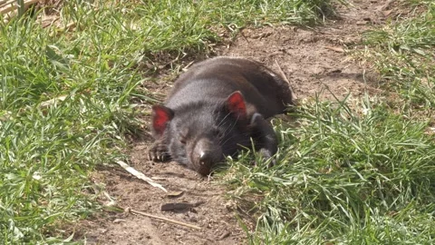 Tasmanian Devil Resting Flat On Its Belly On Narrow Dirt Path. close-up shot 스톡 동영상 333659054