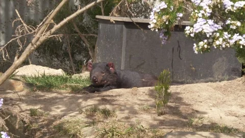 Tasmanian Devil Resting On The Ground, Tasmania, Australia - Wide Shot Stock Footage 333663086