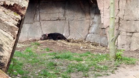 Tasmanian devil resting near rock in natural habitat Stock Footage 333773513