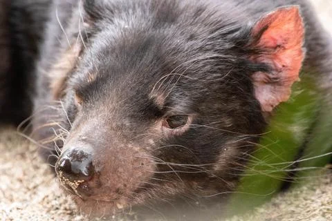 Tasmanian devil resting Stock Photos