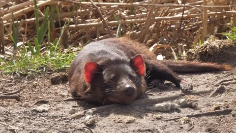 Tasmanian Devil Resting On A Sunny Ground With Eyes Open In Tasmania Stock Footage 333656776