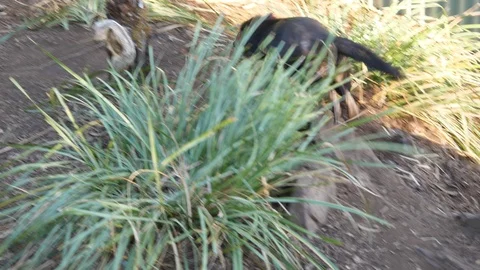 Tasmanian Devil running in circles Stock Footage 108914030