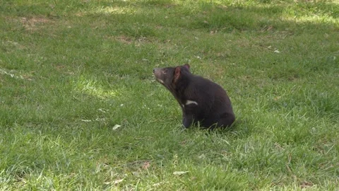 Tasmanian Devil Running On Green Grassy Field In Tasmania, Australia - Wide Shot Stock Footage 333659426