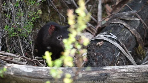 Tasmanian devil, Sarcophilus harrisii, carnivorous marsupial Stock Footage 319963939