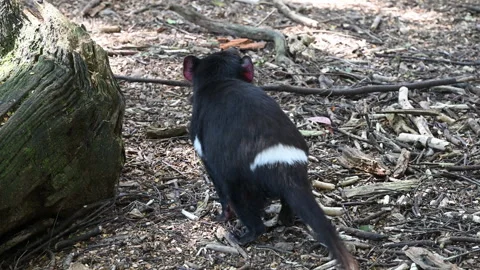 Tasmanian devil, Sarcophilus harrisii, carnivorous marsupial Stock Footage 319994312