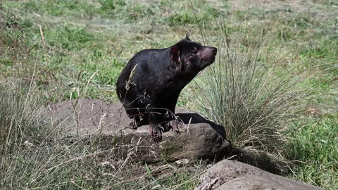 Tasmanian devil, Sarcophilus harrisii, carnivorous marsupial Stock Footage 319994427