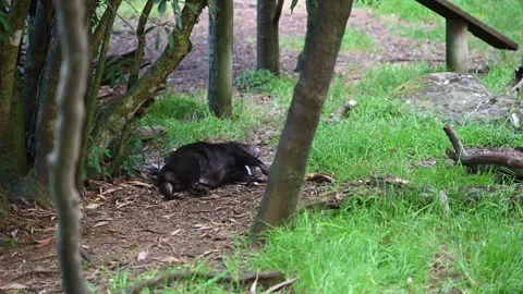 Tasmanian devil, Sarcophilus harrisii, carnivorous marsupial Stock Footage 319996580