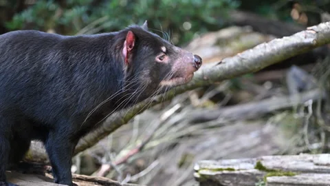 Tasmanian devil, Sarcophilus harrisii, carnivorous marsupial Stock Footage 319997434