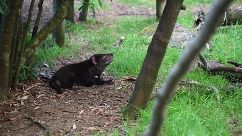 Tasmanian devil, Sarcophilus harrisii, carnivorous marsupial Stock Footage 319997469