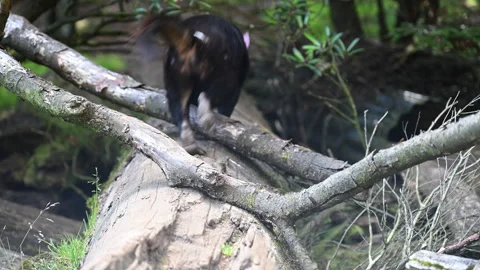 Tasmanian devil, Sarcophilus harrisii, carnivorous marsupial Stock Footage 319997873