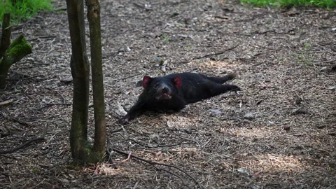 Tasmanian devil, Sarcophilus harrisii, carnivorous marsupial Stock Footage 319998017
