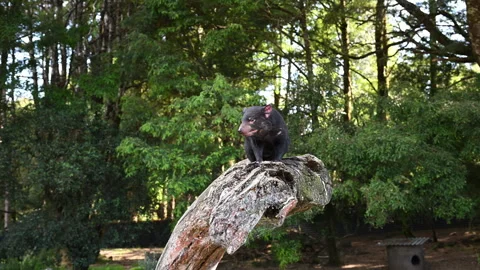 Tasmanian devil, Sarcophilus harrisii, carnivorous marsupial Stock Footage 319998488