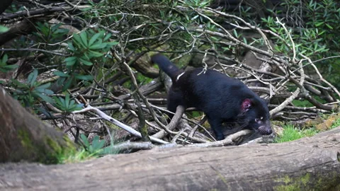 Tasmanian devil, Sarcophilus harrisii, carnivorous marsupial Stock Footage 319998801