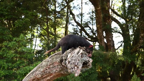 Tasmanian devil, Sarcophilus harrisii, carnivorous marsupial Stock Footage 320000046
