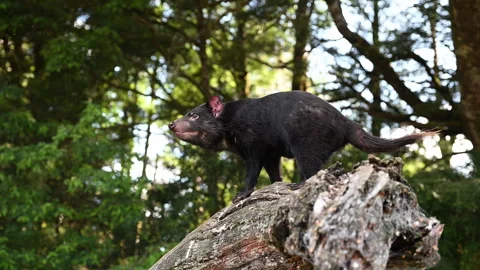 Tasmanian devil, Sarcophilus harrisii, carnivorous marsupial Stock Footage 320000259