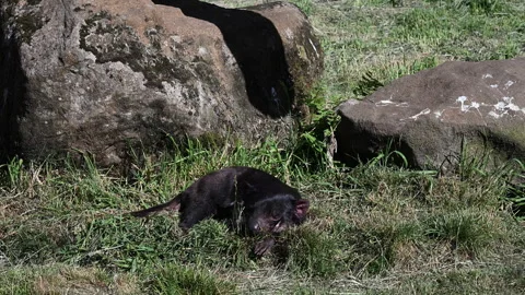 Tasmanian devil, Sarcophilus harrisii, carnivorous marsupial Stock Footage 320000498
