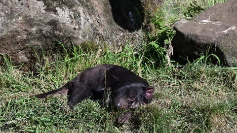 Tasmanian devil, Sarcophilus harrisii, carnivorous marsupial Stock Footage 320000944