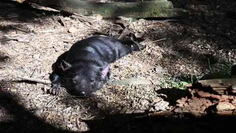Tasmanian devil, Sarcophilus harrisii, carnivorous marsupial Stock Footage 320001144