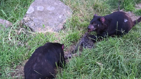 Tasmanian devil, Sarcophilus harrisii, carnivorous marsupial Stock Footage 320002585
