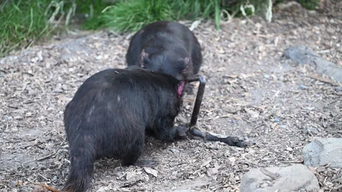 Tasmanian devil, Sarcophilus harrisii, carnivorous marsupial Stock Footage 320002847