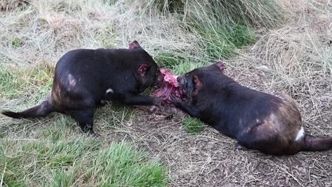 Tasmanian devil, Sarcophilus harrisii, carnivorous marsupial Stock Footage 320004029