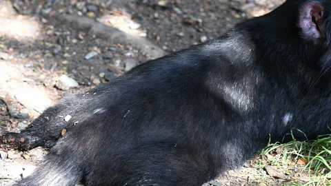 Tasmanian devil, Sarcophilus harrisii, carnivorous marsupial Stock Footage 320005273