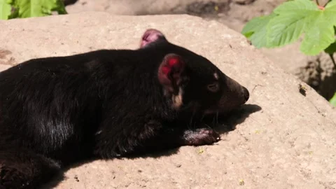 Tasmanian Devil (Sarcophilus harrisii) lying down close-up 스톡 동영상 345266384