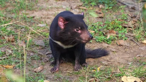 A Tasmanian devil (sarcophilus harrisii) sitting on the forest ground, Stock Footage 279710550