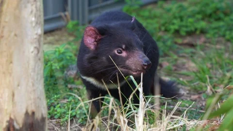 A Tasmanian devil (sarcophilus harrisii) sitting on the forest ground, Stock Footage 280744675