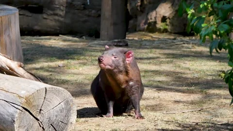 Tasmanian devil sitting on the ground Stock Footage 318639398