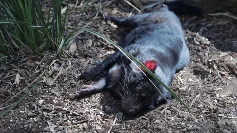 A tasmanian devil sleeping in the afternoon sun near tall grass. Small Stock Footage 101047889