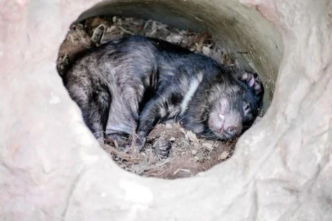 Tasmanian devil sleeping Stock Photos