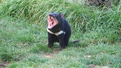 Tasmanian Devil in Slow Motion 스톡 동영상 159036050