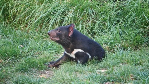 Tasmanian Devil in Slow Motion Video stock 159036084