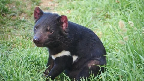 Tasmanian Devil in Slow Motion Video stock 159036207