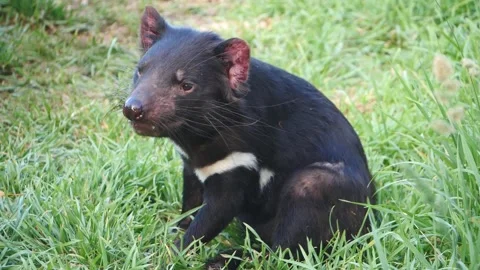 Tasmanian Devil in Slow Motion Video stock 159036334