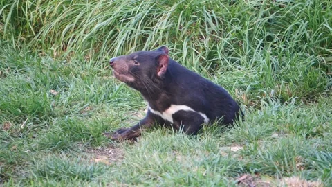 Tasmanian Devil in Slow Motion 스톡 동영상 159036439